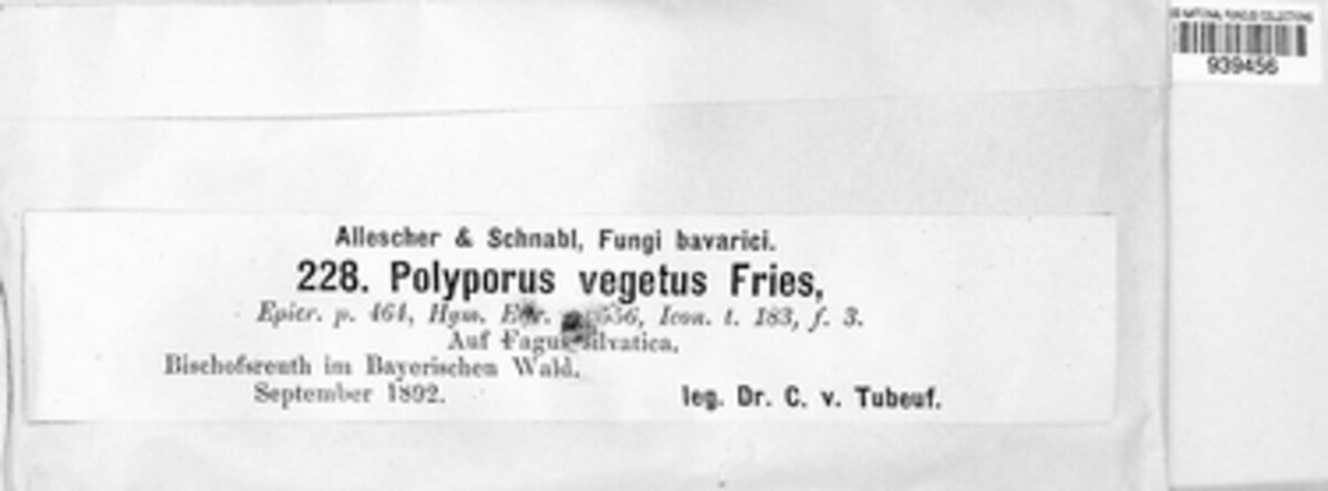 Polyporus vegetus image